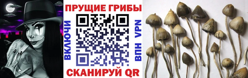Псилоцибиновые грибы GOLDEN TEACHER  закладка  Верхняя Салда 